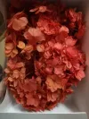 Eternal flower, preserved flower, double-petal hydrangea Application Scenario